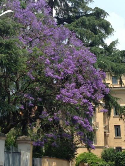 Room In Roma Isole - image 1