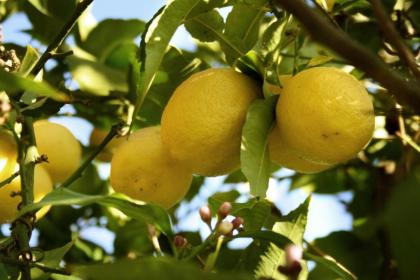 B&B Il Giardino di Gabri Rome