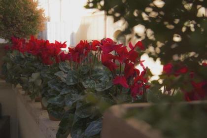 Canova Rooms in Spanish Steps - image 13